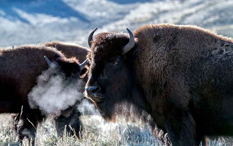 Cemex, AES México y FMCN completan exitosamente reintroducción del bisonte  americano